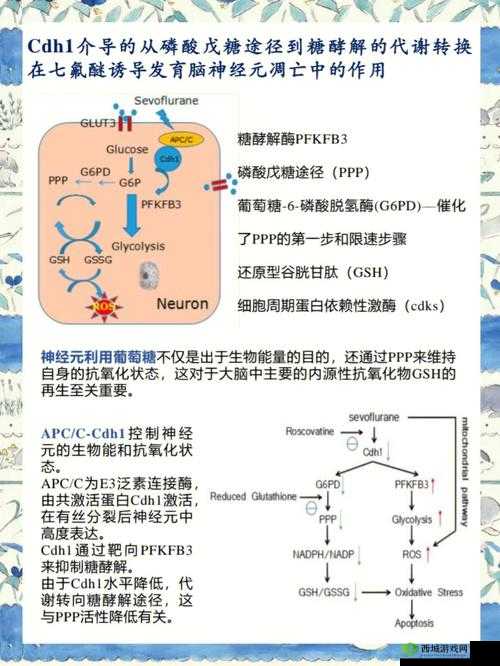 存活的方法是挨CNP免费阅读：深度解析