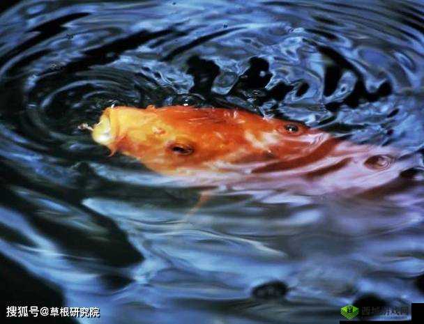 一夹一放怎么放与锦鲤吸水区别解析