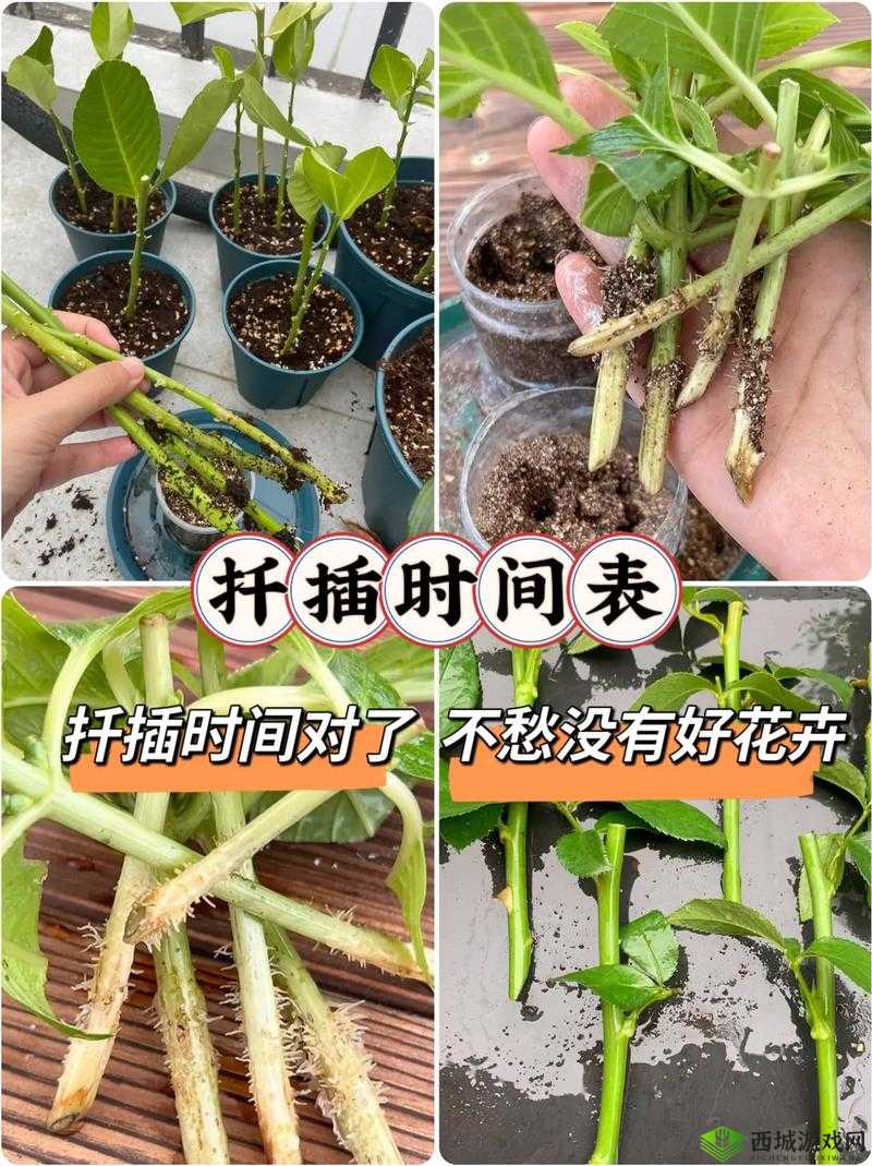 欧式 72 种扦插法的注意事项：土壤、季节、插穗选择、扦插深度、插后管理